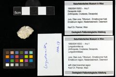Foto (Objekt + Etiketten) von Longodromites sp. 